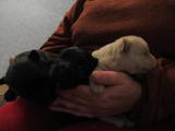 Собаки, щенки Скотчтерьер, цена 2000 Грн., Фото