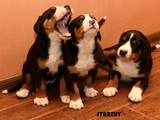 Собаки, щенки Большой Швейцарский зенненхунд, цена 12000 Грн., Фото