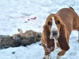 Собаки, щенята Бассет, ціна 4000 Грн., Фото