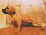 Собаки, щенята Стаффордширський бультер'єр, ціна 500 Грн., Фото