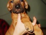 Собаки, щенята Стаффордширський бультер'єр, ціна 500 Грн., Фото