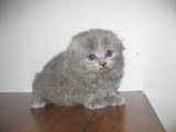 Кошки, котята Хайленд Фолд, цена 2200 Грн., Фото