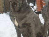 Собаки, щенята Мастіно неаполетано, ціна 6000 Грн., Фото