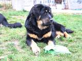 Собаки, щенята Тибетський мастиф, ціна 25000 Грн., Фото