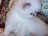 Кішки, кошенята Гімалайська, ціна 550 Грн., Фото