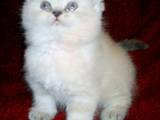 Кішки, кошенята Гімалайська, ціна 550 Грн., Фото
