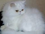 Кошки, котята Гималайская, цена 550 Грн., Фото