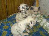 Собаки, щенята Далматин, ціна 500 Грн., Фото
