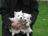 Собаки, щенки Вестхайленд уайт терьер, цена 4000 Грн., Фото