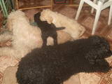 Собаки, щенята Великий пудель, ціна 1000 Грн., Фото