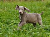 Собаки, щенята Веймарська лягава, ціна 4000 Грн., Фото