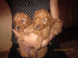 Собаки, щенята Карликовий пудель, ціна 2000 Грн., Фото