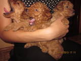 Собаки, щенки Карликовый пудель, цена 2000 Грн., Фото