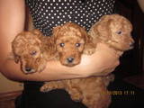 Собаки, щенки Карликовый пудель, цена 2000 Грн., Фото