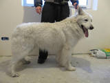 Собаки, щенки Белая Швейцарская овчарка, цена 3700 Грн., Фото