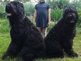Собаки, щенки Черный терьер, цена 4500 Грн., Фото