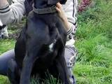 Собаки, щенята Німецький дог, ціна 2000 Грн., Фото