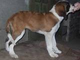 Собаки, щенята Сенбернар, ціна 2000 Грн., Фото