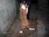 Собаки, щенки Сенбернар, цена 2000 Грн., Фото