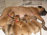 Собаки, щенки Бульмастиф, цена 8000 Грн., Фото