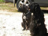 Собаки, щенята Чорний тер'єр, ціна 10 Грн., Фото