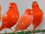 Попугаи и птицы Канарейки, Фото