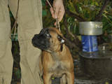 Собаки, щенята Бульмастиф, ціна 1 Грн., Фото