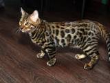 Кішки, кошенята Бенгальськая, ціна 6000 Грн., Фото