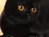 Кішки, кошенята Екзотична короткошерста, ціна 1500 Грн., Фото