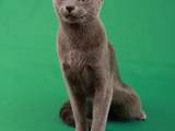 Кішки, кошенята Російська блакитна, ціна 3000 Грн., Фото