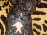 Собаки, щенята Кане Корсо, ціна 122 Грн., Фото
