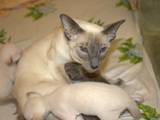 Кішки, кошенята Орієнтальна, ціна 2000 Грн., Фото