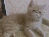 Кішки, кошенята Екзотична короткошерста, ціна 1234 Грн., Фото