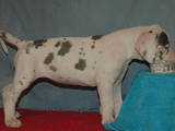 Собаки, щенята Німецький дог, ціна 6500 Грн., Фото