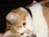 Кішки, кошенята Орієнтальна, Фото