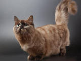 Кошки, котята Манчкин, Фото