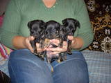 Собаки, щенки Пинчер, цена 1000 Грн., Фото
