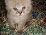 Кошки, котята Тайская, цена 250 Грн., Фото
