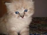 Кошки, котята Тайская, цена 250 Грн., Фото