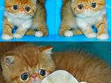 Кішки, кошенята Екзотична короткошерста, ціна 2234 Грн., Фото