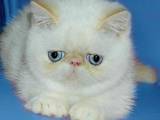 Кошки, котята Экзотическая короткошерстная, цена 1234 Грн., Фото