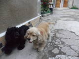 Собаки, щенки Американский коккер, цена 1300 Грн., Фото