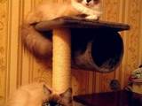 Кошки, котята Невская маскарадная, цена 2000 Грн., Фото