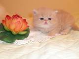 Кошки, котята Экзотическая короткошерстная, цена 1000 Грн., Фото