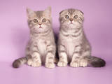 Кошки, котята Шотландская вислоухая, Фото