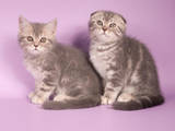 Кішки, кошенята Шотландська висловуха, Фото