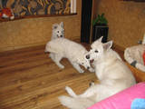 Собаки, щенята Біла Швейцарська вівчарка, ціна 3400 Грн., Фото