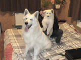 Собаки, щенки Белая Швейцарская овчарка, цена 3400 Грн., Фото