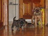 Собаки, щенки Брюссельский гриффон, цена 6000 Грн., Фото