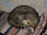 Кішки, кошенята Європейська короткошерста, ціна 11 Грн., Фото